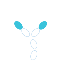 Monoclonal antibody