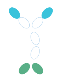 Bi-specific antibody